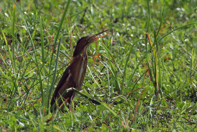 Little Bittern, Lake Manyara NP