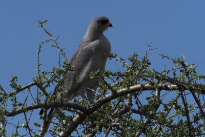 Eastern Chanting-Goshawk, Lark plains near Mt Meru