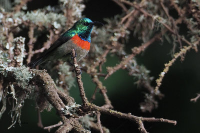 Eastern Double-collared Sunbird, Ngorongoro carter rim