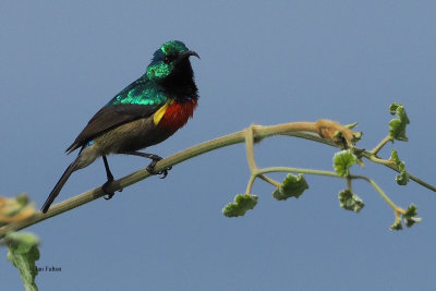 Eastern Double-collared Sunbird, Ngorongoro carter rim