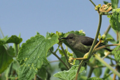 Eastern Double-collared Sunbird(female), Ngorongoro carter rim