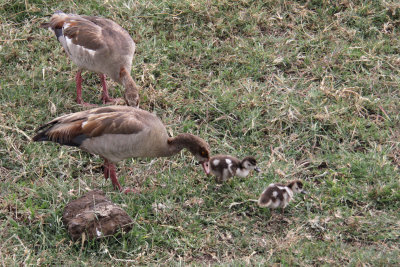 Egyptian Geese, Ngorongoro crater