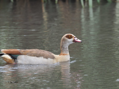 Egyptian Geese, Ngorongoro crater