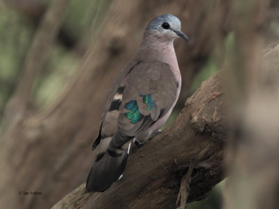 Emerald-spotted Wood-Dove, Arusha NP