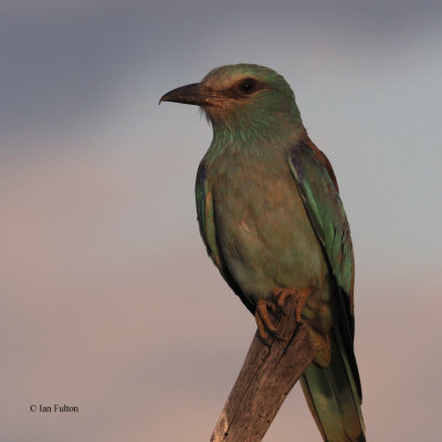 European Roller, Tarangire NP