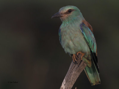 European Roller, Tarangire NP