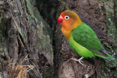 Fischer's Lovebird, Ndutu Safari Lodge garden