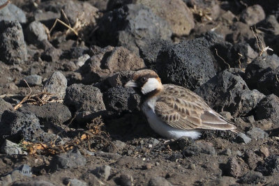 Fischer's Sparrow-Lark, Lark plains near Mt Meru