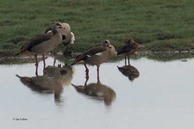 Fulvous Whistling-Duck, Ngorongoro Conservation Area
