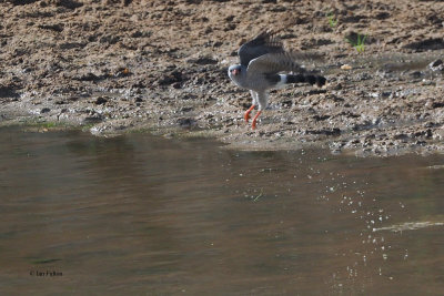 Gabar Goshawk, Tarangire NP