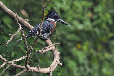 Giant Kingfisher, Lake Duluti-Arusha