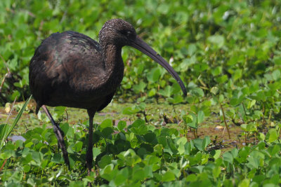 Glossy Ibis, Lake Manyara