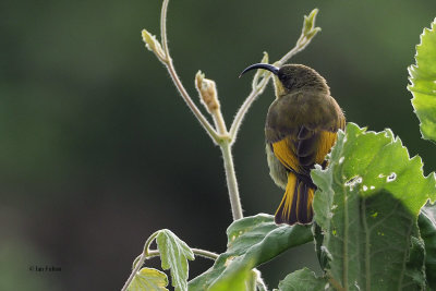 Golden-winged Sunbird, Ngorongoro crater rim