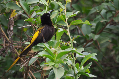 Golden-winged Sunbird, Ngorongoro crater rim