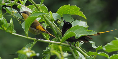 Golden-winged Sunbird, Ngorongoro crater rim