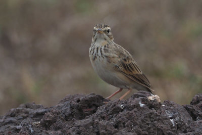 Grassland Pipit, Arusha NP