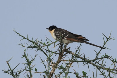 Great Spotted Cuckoo, Lake Ndutu