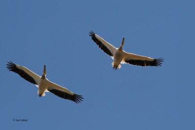 Great White Pelican, Lake Ndutu