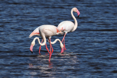 Greater Flamingo, Lake Ndutu