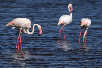 Greater Flamingo, Lake Ndutu