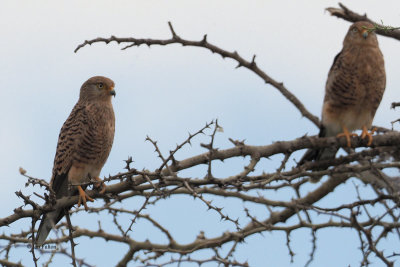 Greater Kestrel, Lake Ndutu