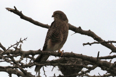 Greater Kestrel, Lake Ndutu