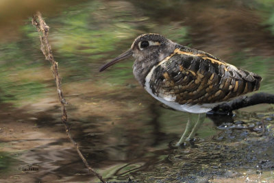 Greater Painted Snipe, Small Momela Lake-Arusha NP