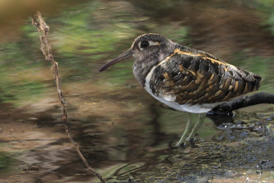 Greater Painted Snipe, Small Momela Lake-Arusha NP