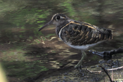 Greater Painted Snipe, Small Momela Lake-Arusha NP