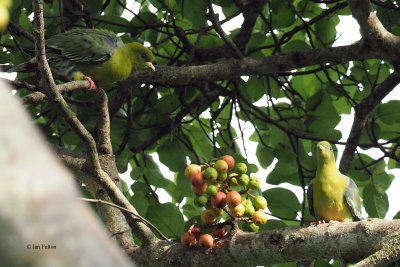 Green Pigeon, Lake Duluti-Arusha