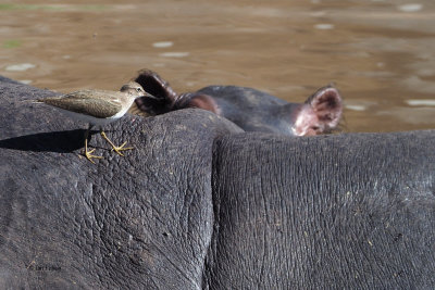 Green Sandpiper (and Hippo), Serengeti NP