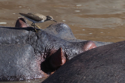 Green Sandpiper (and Hippo), Serengeti NP