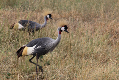 Grey Crowned Crane, Tarangire NP