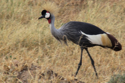 Grey Crowned Crane, Tarangire NP