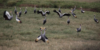 Grey Crowned Crane, Ngorongoro crater
