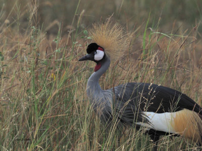 Grey Crowned Crane