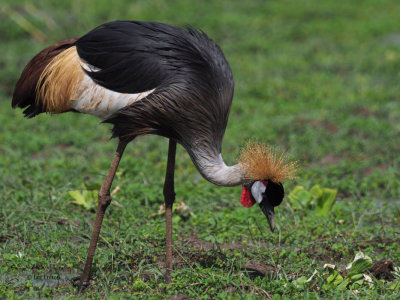 Grey Crowned Crane, Lake Nanyara NP