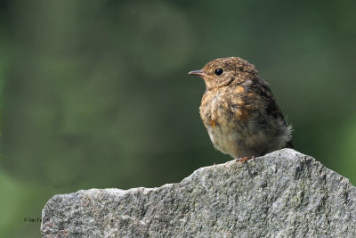 Robin (juvenile), Sallochy Bay-Loch Lomond, Clyde