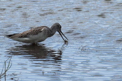 Greenshank, RSPB Baron's Haugh, Clyde