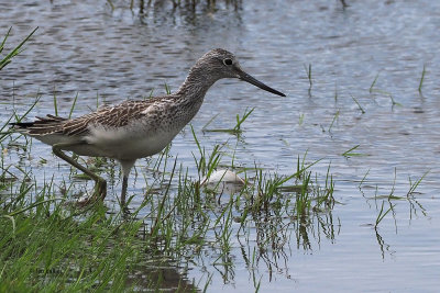 Greenshank, RSPB Baron's Haugh, Clyde