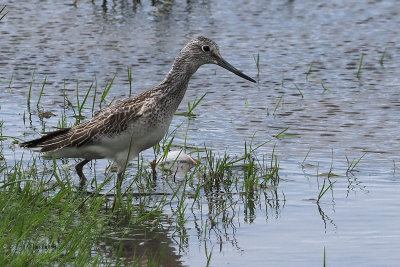 Greenshank, RSPB Baron's Haugh, Clyde