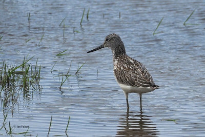 Greenshank, RSPB Baron's Haugh, Clyde