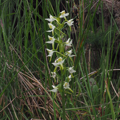 Butterfly Orchid, RSPB Loch Lomond