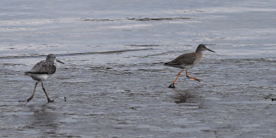 Greenshank and Redshank, Erskine Harbour, Clyde