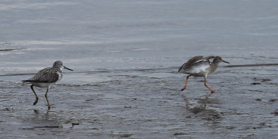 Greenshank and Redshank, Erskine Harbour, Clyde