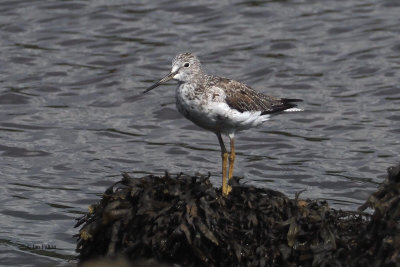 Greenshank, Erskine Harbour, Clyde