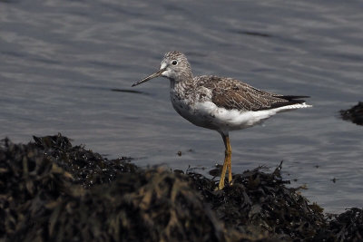 Greenshank, Erskine Harbour, Clyde