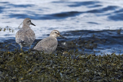 Knot, Ardmore Point, Clyde