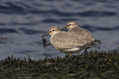 Knot, Ardmore Point, Clyde