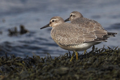 Knot, Ardmore Point, Clyde